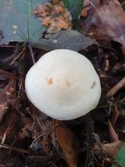 Tricholoma album
