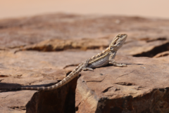 Pogona vitticeps