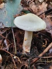 Tricholoma album