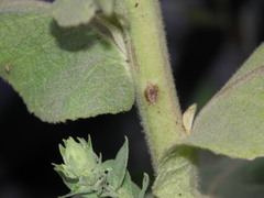 Verbascum phlomoides