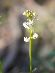 Stackhousia monogyna
