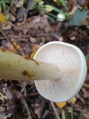 Tricholoma album
