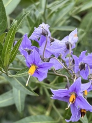 Solanum crispum