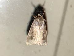 Noctuinae