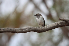 Melanodryas cucullata