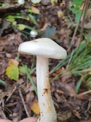 Tricholoma album