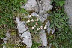 Potentilla clusiana