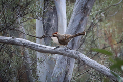 Pomatostomus ruficeps