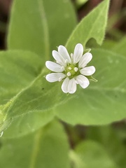 Stellaria aquatica