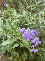 Solanum crispum