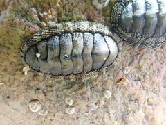Sypharochiton pelliserpentis