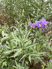 Solanum crispum