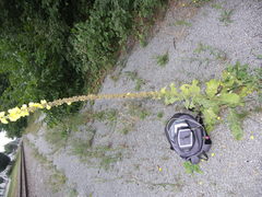 Verbascum phlomoides
