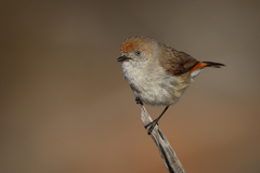 Acanthiza uropygialis