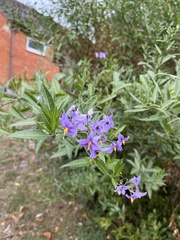 Solanum crispum