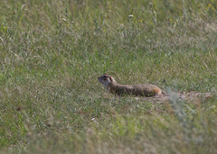 Spermophilus erythrogenys