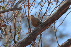 Climacteris picumnus