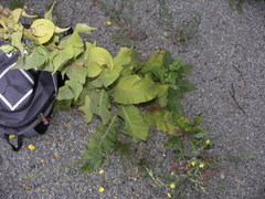 Verbascum phlomoides