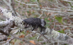 Capnodis tenebrionis