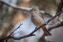 Pachycephala inornata