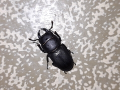 Dorcus parallelipipedus