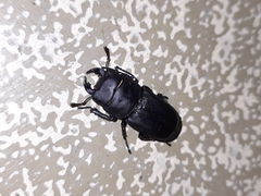 Dorcus parallelipipedus