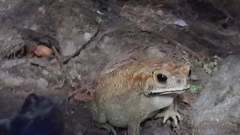 Duttaphrynus melanostictus