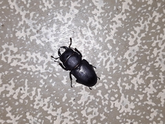 Dorcus parallelipipedus