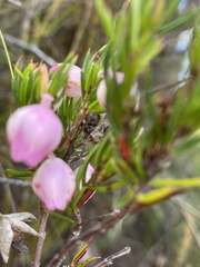 Erica holosericea