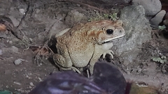 Duttaphrynus melanostictus