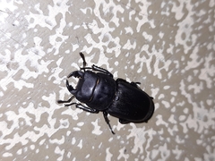 Dorcus parallelipipedus