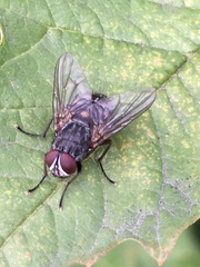 Muscina stabulans