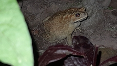 Duttaphrynus melanostictus