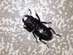 Dorcus parallelipipedus