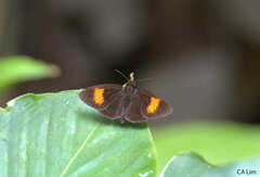 Koruthaialos rubecula