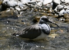 Ibidorhyncha struthersii