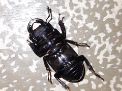 Dorcus parallelipipedus