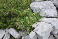 Alchemilla plicatula