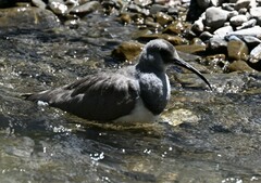 Ibidorhyncha struthersii