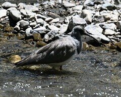 Ibidorhyncha struthersii