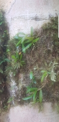 Bulbophyllum schillerianum
