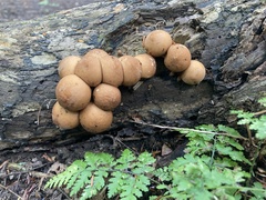 Apioperdon