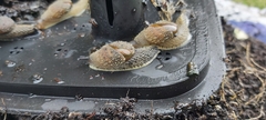 Helicarionidae