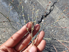 Eriogonum gracile gracile