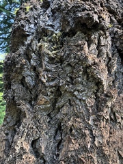 Pseudotsuga