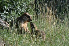 Marmota himalayana