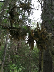 Lobaria