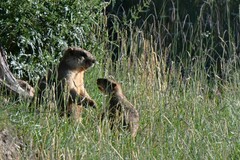 Marmota himalayana