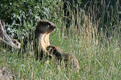 Marmota himalayana