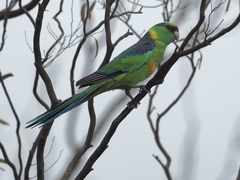 Barnardius zonarius barnardi